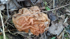 Gyromitra gigas