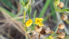Angiospermae