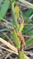 Angiospermae