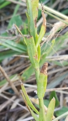 Angiospermae