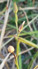 Angiospermae