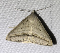 Loxioda hampsoni