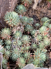 Psammotropha mucronata