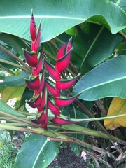 Heliconia orthotricha
