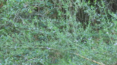 Psoralea oligophylla