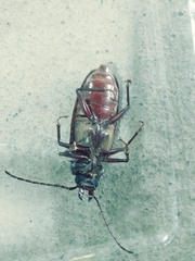 Stenodontes exsertus