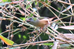 Pin-Tailed Parrotfinch photo 3