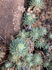 Psammotropha mucronata