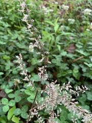 Perilla