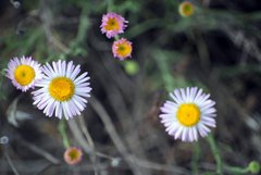 Erigeron filifolius