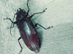 Stenodontes exsertus