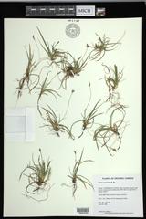 Carex concinna