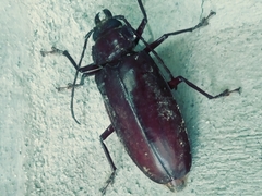 Stenodontes exsertus