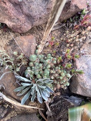 Psammotropha mucronata