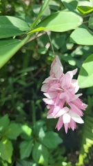 Indigofera kirilowii