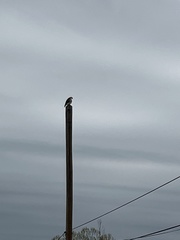 Falconiformes