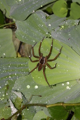 Dolomedes raptor