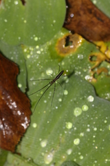 Tetragnatha keyserlingi