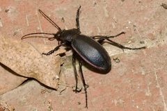 Carabus scheidleri