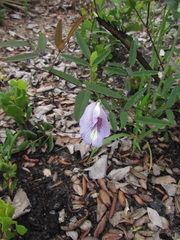 Clitoria fragrans