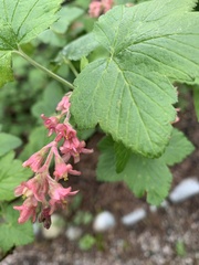 Ribes sanguineum