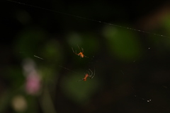 Argyrodes miniaceus