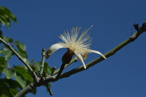 Pseudobombax majus (A.Robyns) Carv.-Sobr. 3