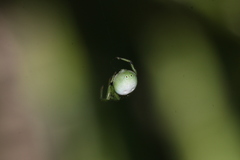 Aoaraneus pentagrammicus