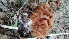 Gyromitra gigas