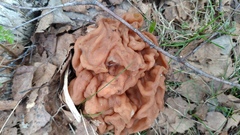 Gyromitra gigas