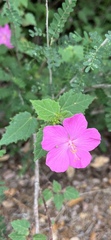 Pavonia lasiopetala