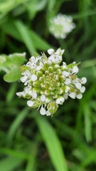 Lepidium heterophyllum