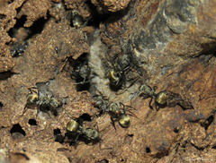 Camponotus arboreus