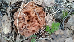 Gyromitra gigas