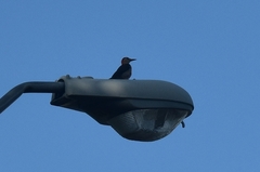 Melanerpes aurifrons