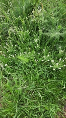 Lepidium heterophyllum