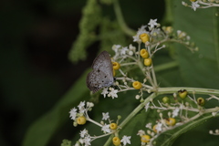 Megisba malaya sikkima