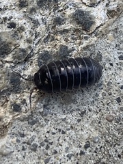 Armadillidium vulgare