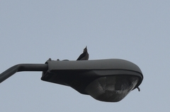 Melanerpes aurifrons