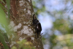 Trypoxylus dichotomus tsunobosonis