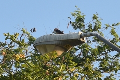 Melanerpes aurifrons