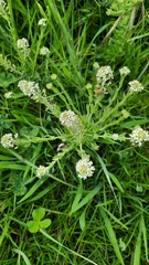 Lepidium heterophyllum