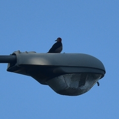 Melanerpes aurifrons