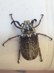 Polyphylla ragusae aliquoi