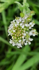 Lepidium heterophyllum