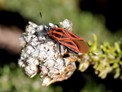 Spilostethus taeniatus