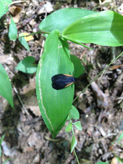 Pyromorpha dimidiata