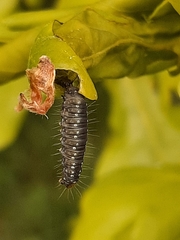 Choristoneura hebenstreitella