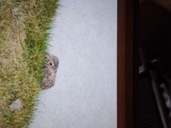 Lepus townsendii townsendii