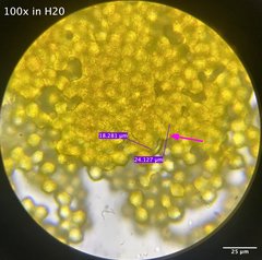 Oligonema schweinitzii